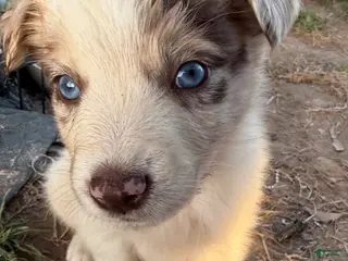 Australian Shepherd dogs for sale: Australian Shepherd Puppy 1 - Ad 2
