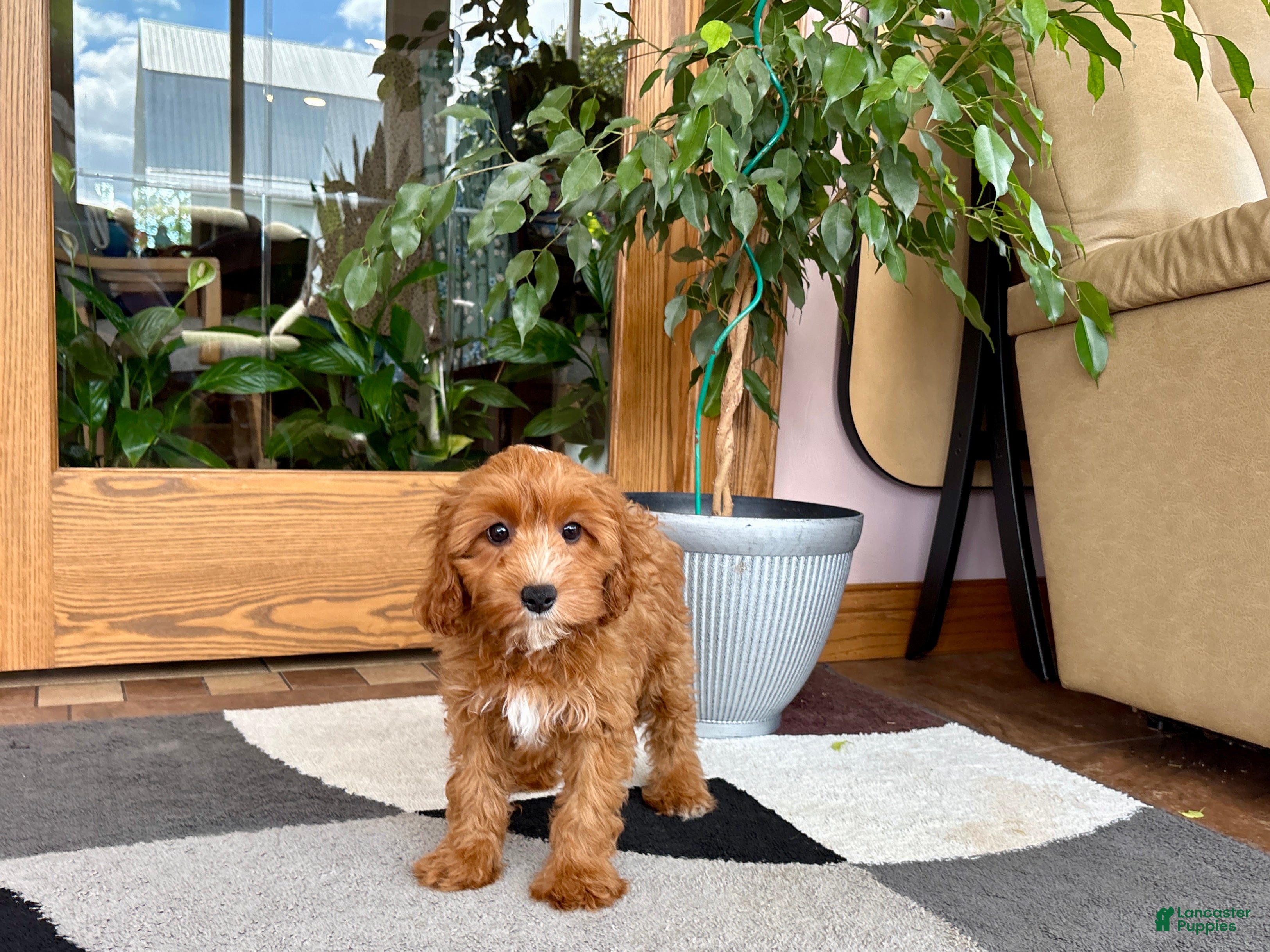 Cavapoo dogs Cavapoo 1 - Ad 1