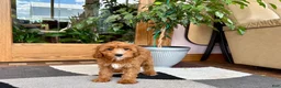 Cavapoo dogs for sale: Cavapoo 1 - Ad 1