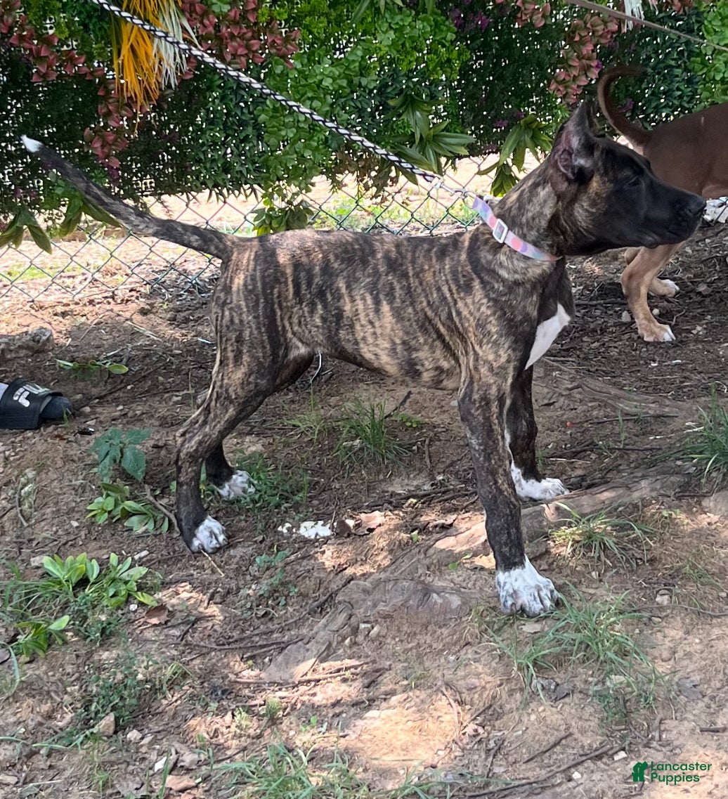 Presa Canario dogs  1 - Ad 7