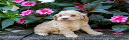 Cockapoo dogs for sale: Gwen - Ad 3