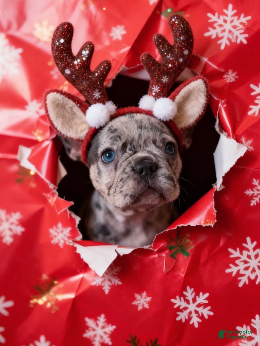 French Bulldog dogs MIA - Ad 8