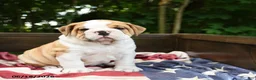 Olde English Bulldogge dogs for sale: Samson - Ad 2