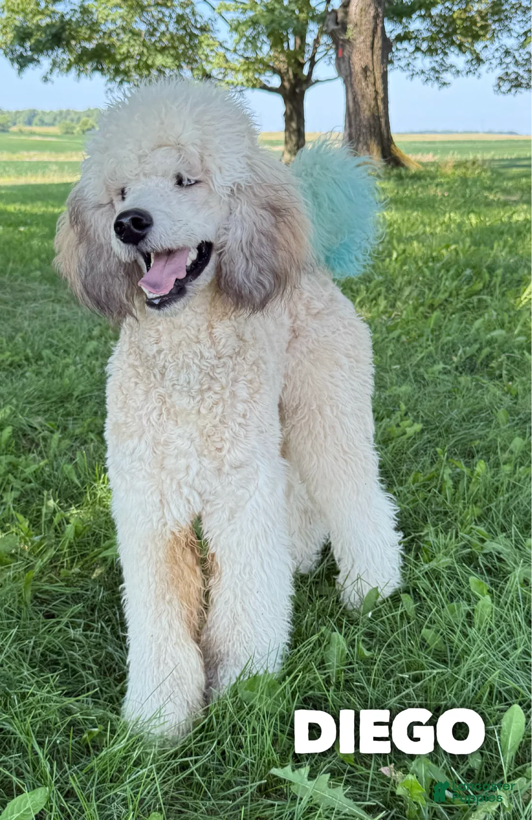 Standard Poodle dogs for sale: Diego - AKC - Ad 2