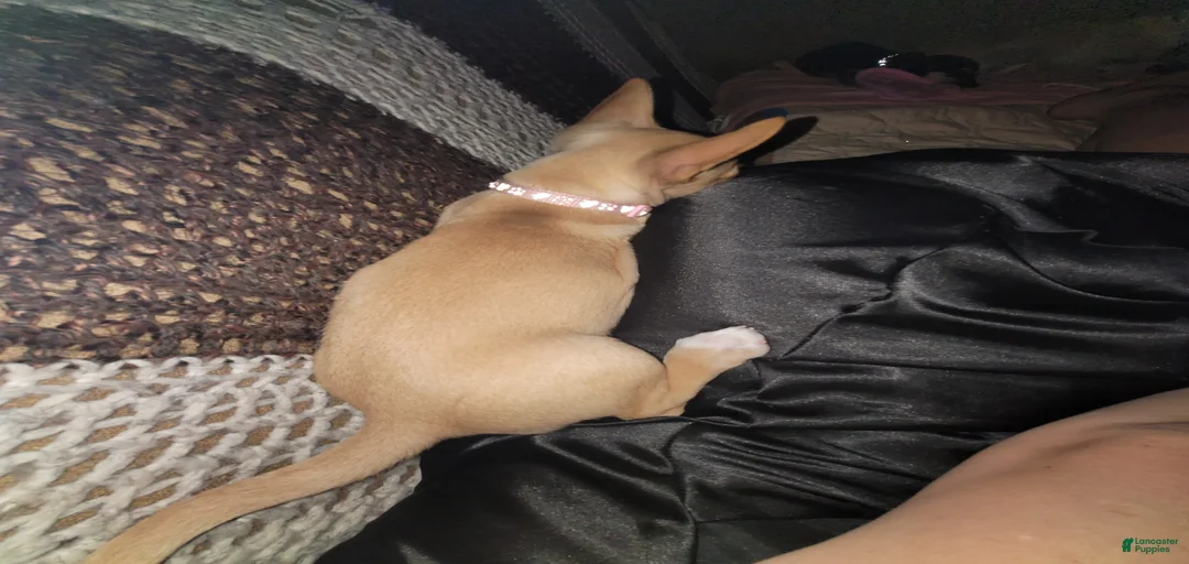 Gallery Image {{count}}