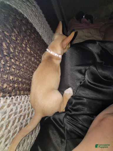 Gallery Image {{count}}