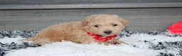 Bichpoo dogs for sale: Kelby - Ad 9