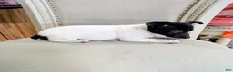 Teddy Roosevelt Terrier dogs for sale: LES - Ad 3