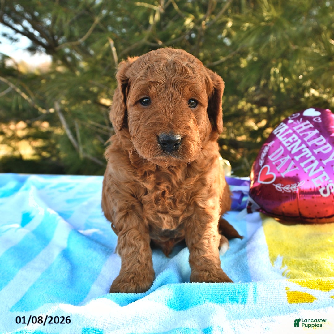 Mini Goldendoodle dogs for sale: Otis - Ad 5