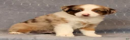 Miniature Australian Shepherd dogs for sale: Freddy - Ad 3