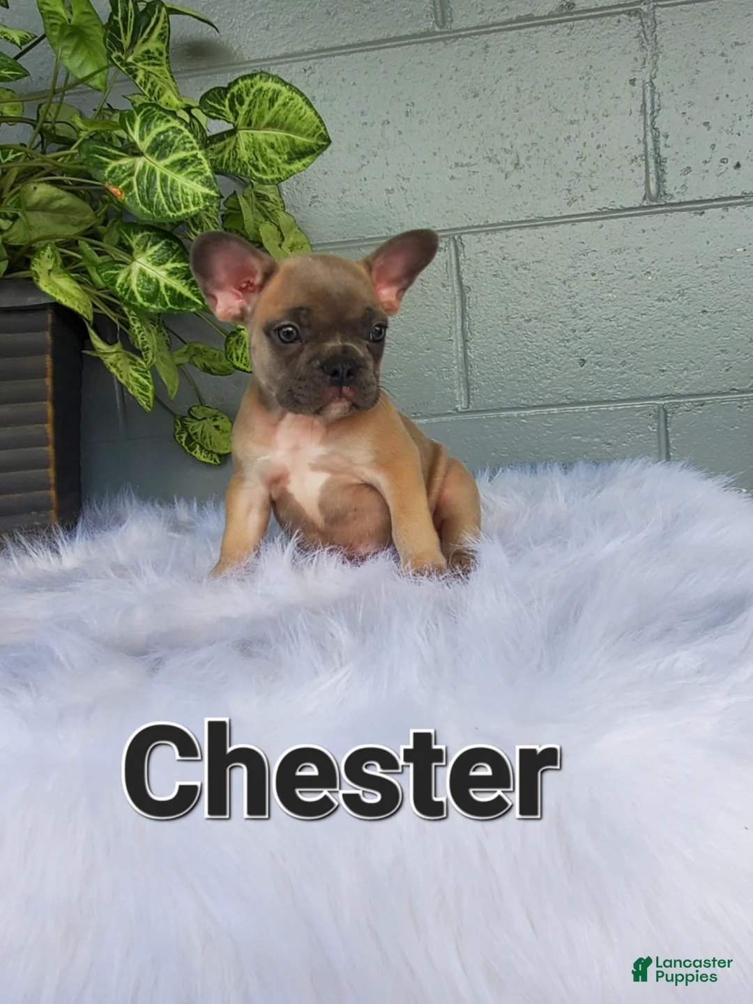 French Bulldog dogs for sale: CHESTER - Ad 1
