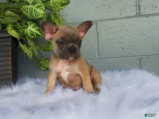 French Bulldog dogs CHESTER - Ad 23
