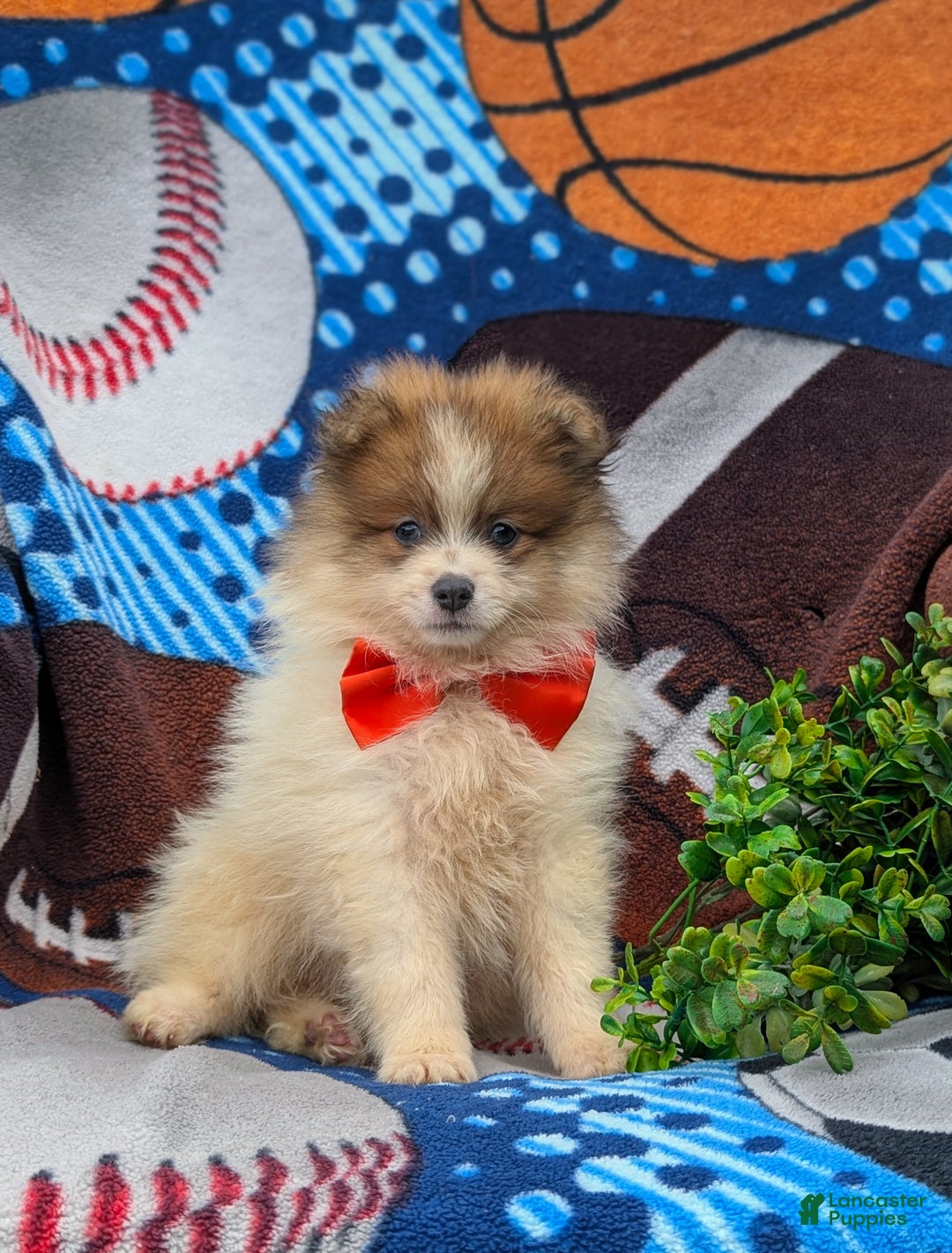 Pomeranian dogs for sale: Kent Genetic Testing - Ad 6