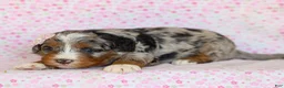 Mini Bernedoodle dogs for sale: Dorie - Ad 2