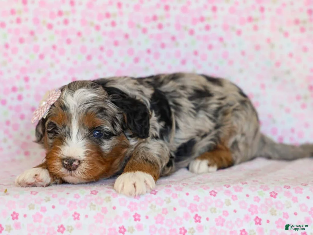 Mini Bernedoodle dogs for sale: Dorie - Ad 2