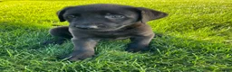 Labrador Retriever dogs for sale: Jasper - Ad 2