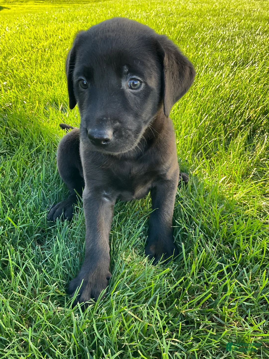 Labrador Retriever dogs for sale: Jasper - Ad 2