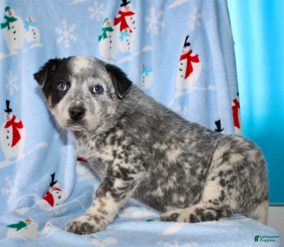 Australian Cattle Dog dogs for sale: Rusty - Ad 5