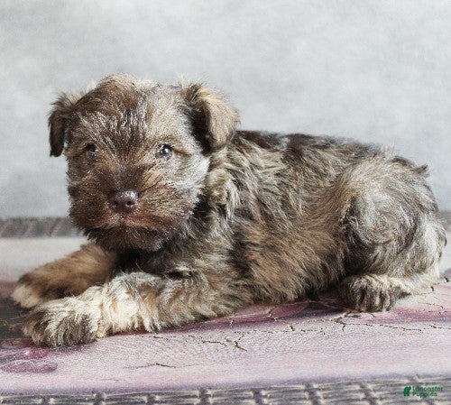Miniature Schnauzer dogs Felix - Ad 6