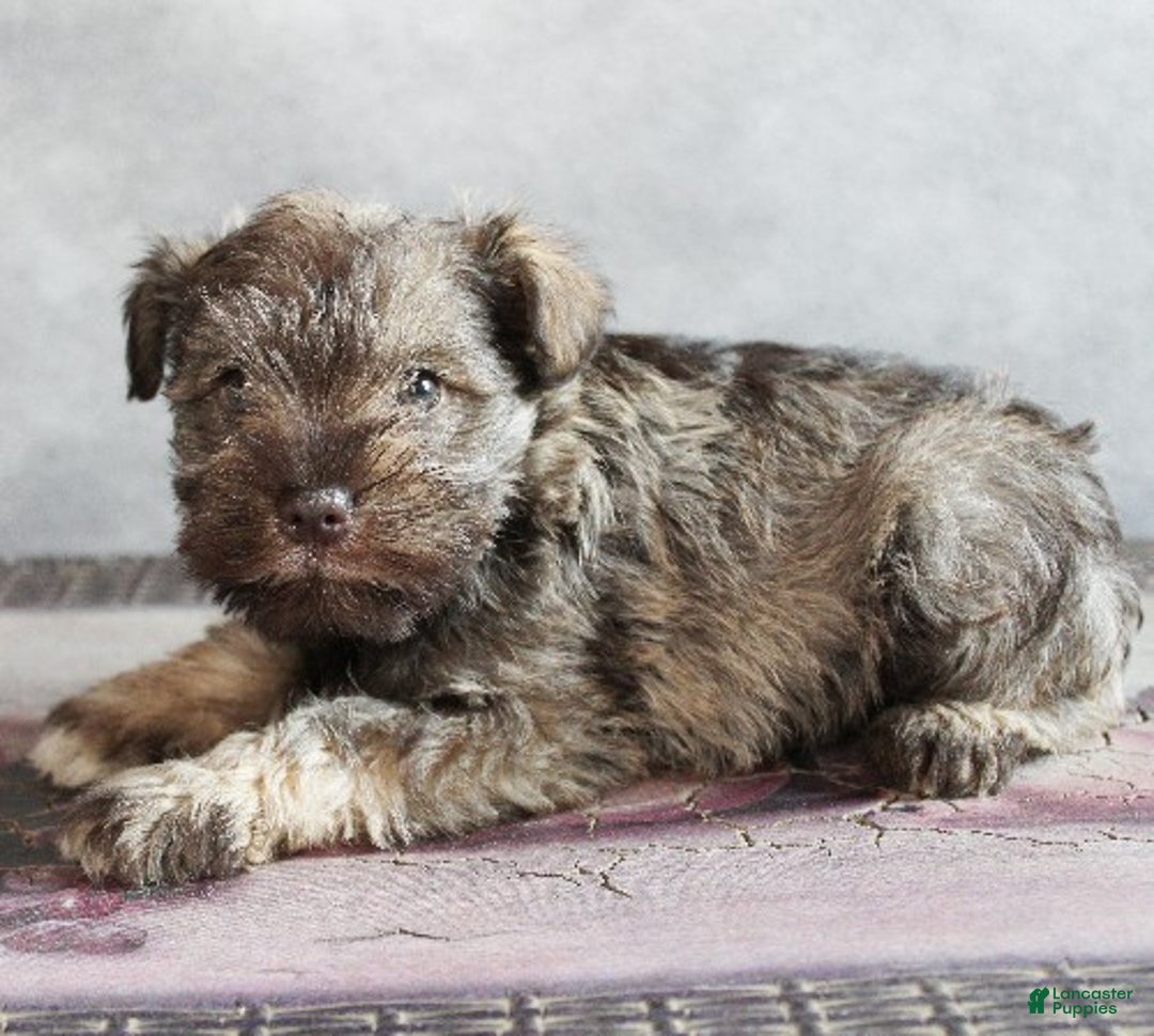 Miniature Schnauzer dogs for sale: Felix - Ad 1