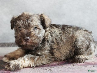 Miniature Schnauzer dogs Felix - Ad 17