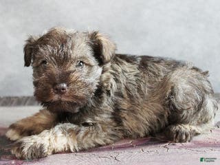 Miniature Schnauzer dogs Felix - Ad 16