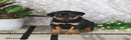 Rottweiler dogs for sale: Axel - Ad 5