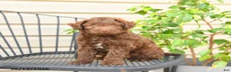 Mixed Breed dogs for sale: Fudge - Ad 2