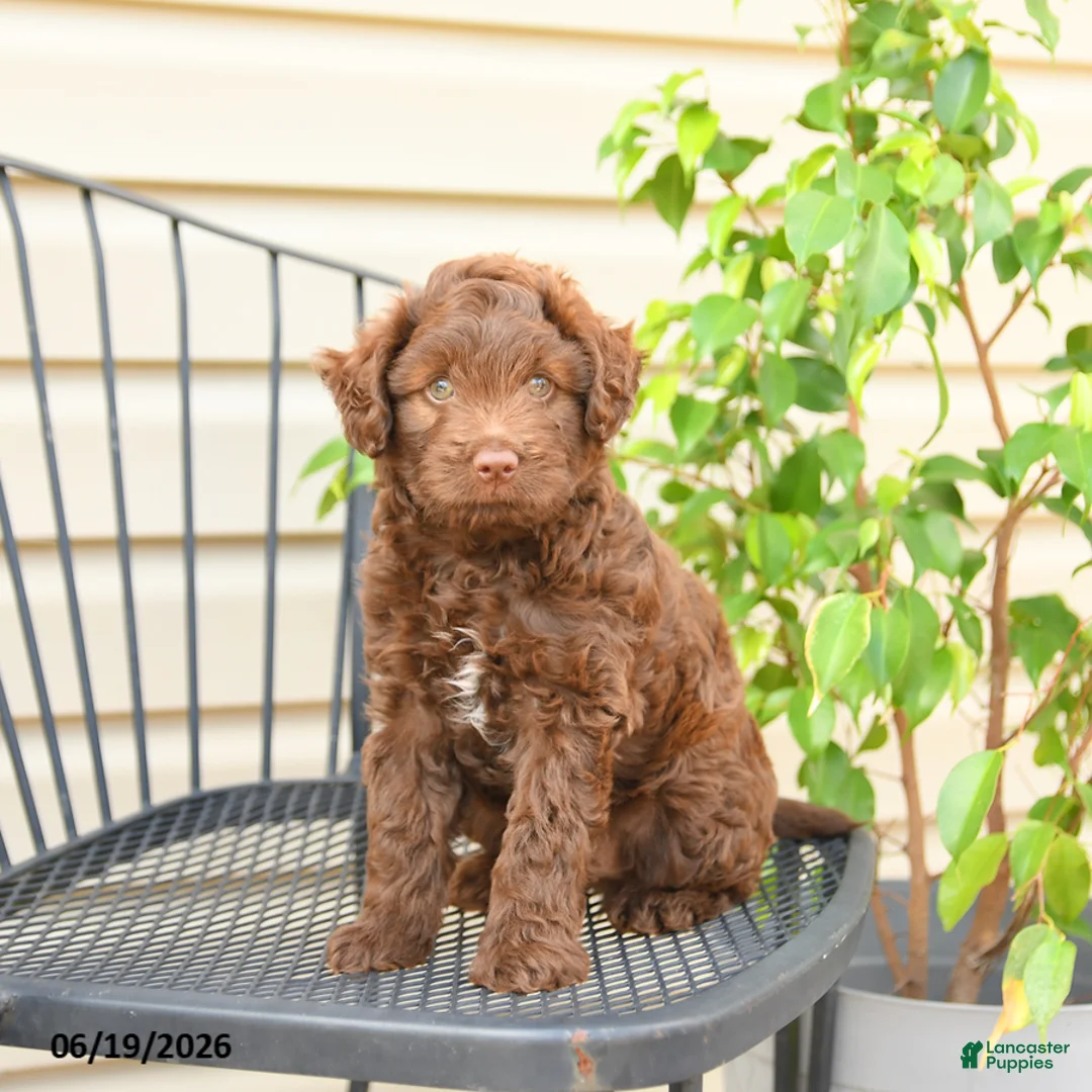 Mixed Breed dogs for sale: Fudge - Ad 2