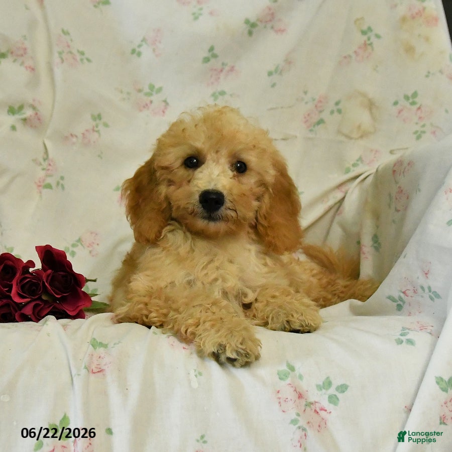 Mini Goldendoodle dogs Mckenzie - Ad 2