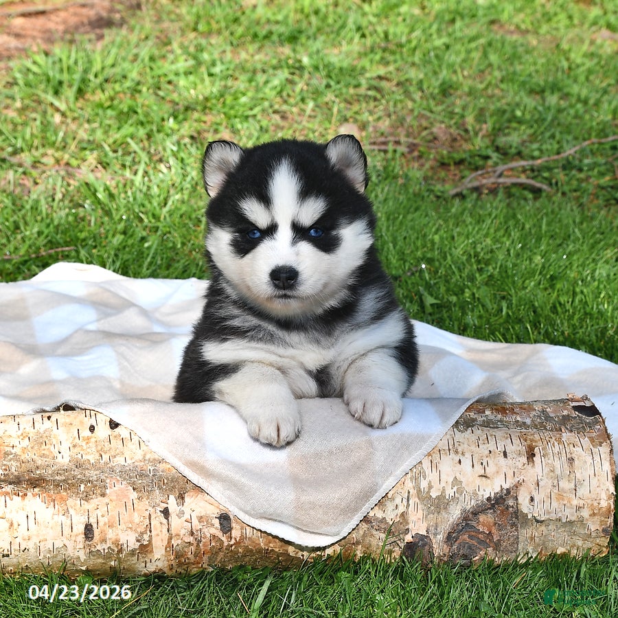 Pomsky dogs Navada - Ad 2