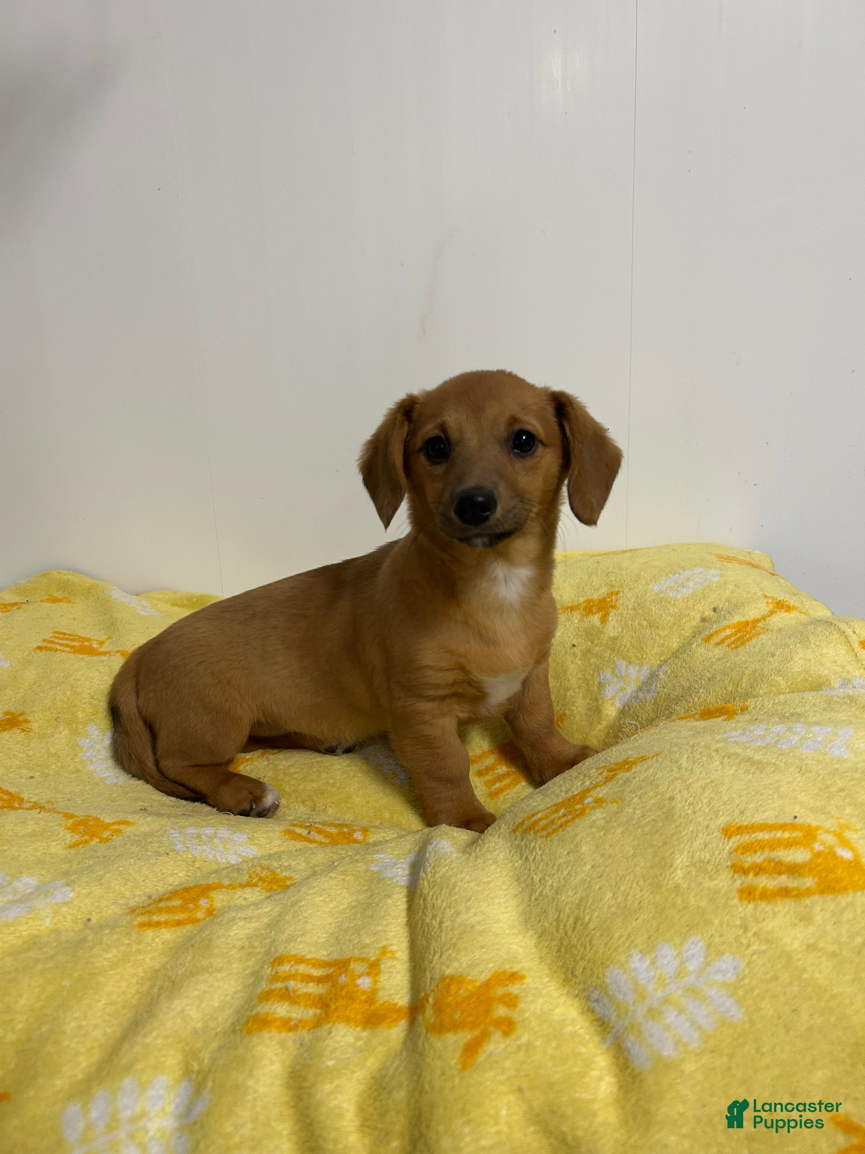 Mixed Breed dogs Alvin - Ad 7