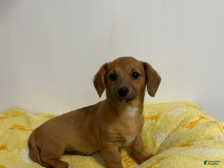 Mixed Breed dogs for sale: Alvin - Ad 4