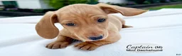 Miniature Dachshund dogs for sale: Captain - Ad 3