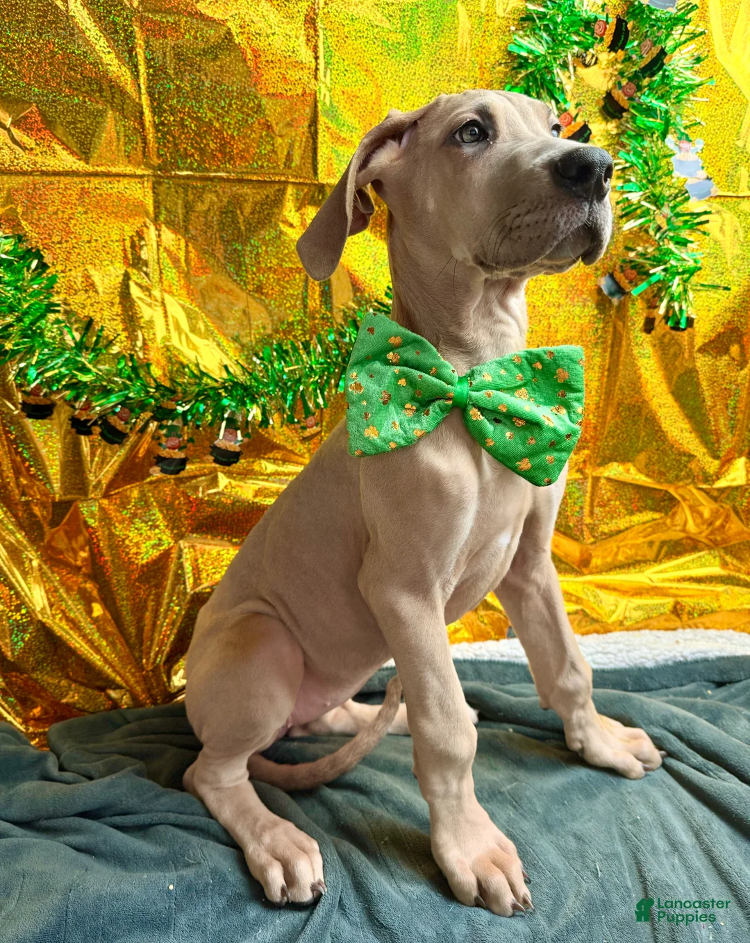 Great Dane dogs for sale: Blue fawn (Heavy Euro) - Ad 2