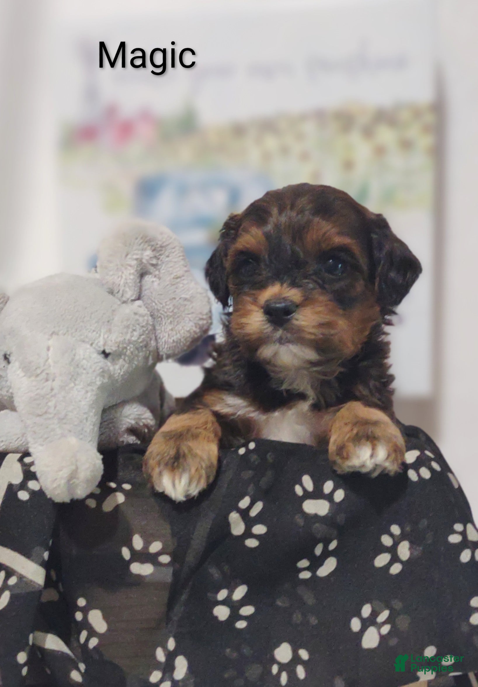 Shihpoo dogs Shihpoo Puppy 3 Mario - Ad 1