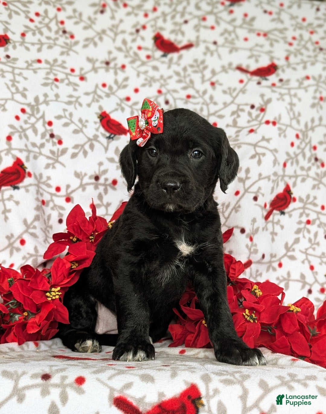 Mixed Breed dogs for sale: Aubrey - Ad 3