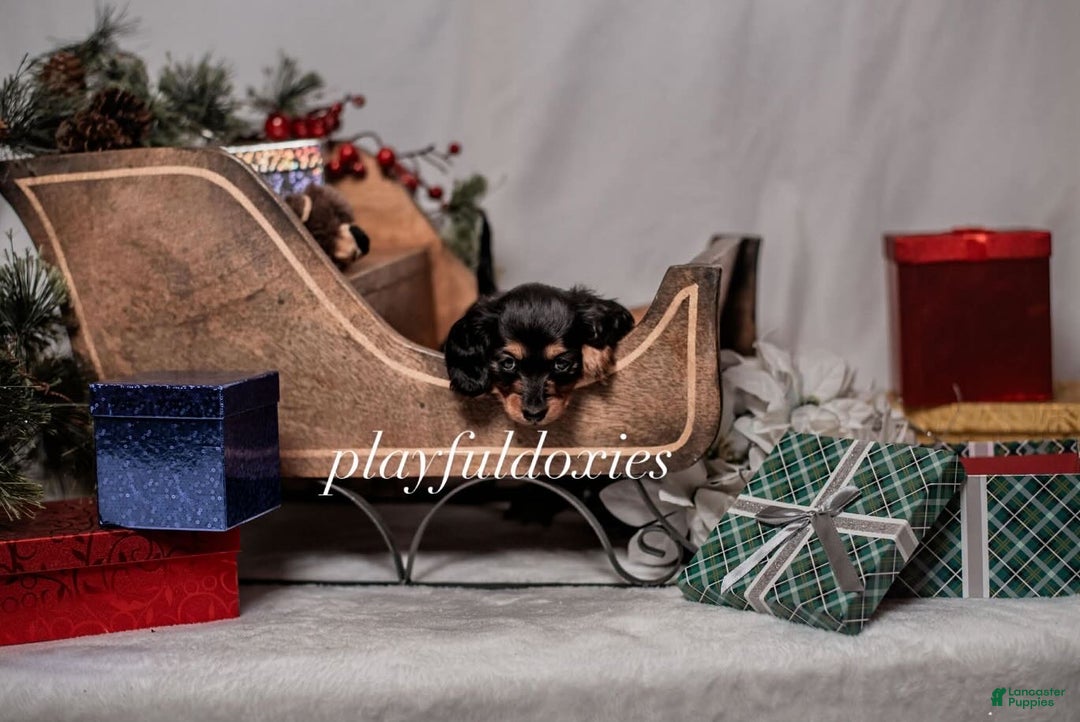 Miniature Dachshund dogs for sale: Purple Collar Black & Tan Dachshund Puppy  - Ad 3