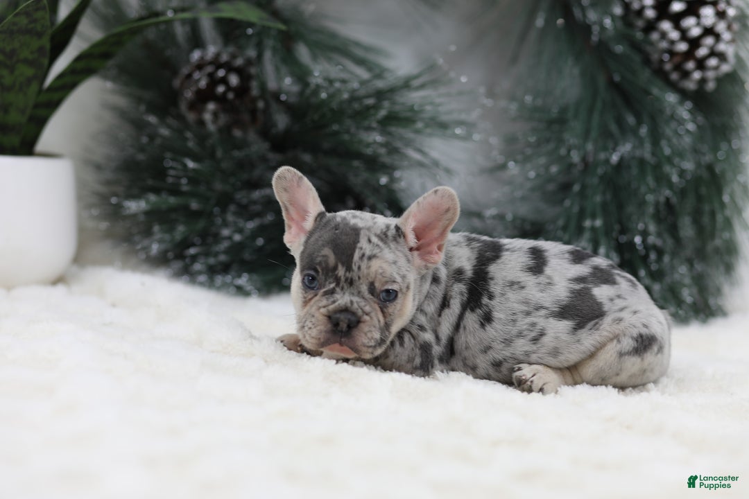 French Bulldog dogs for sale: Marco - Ad 11