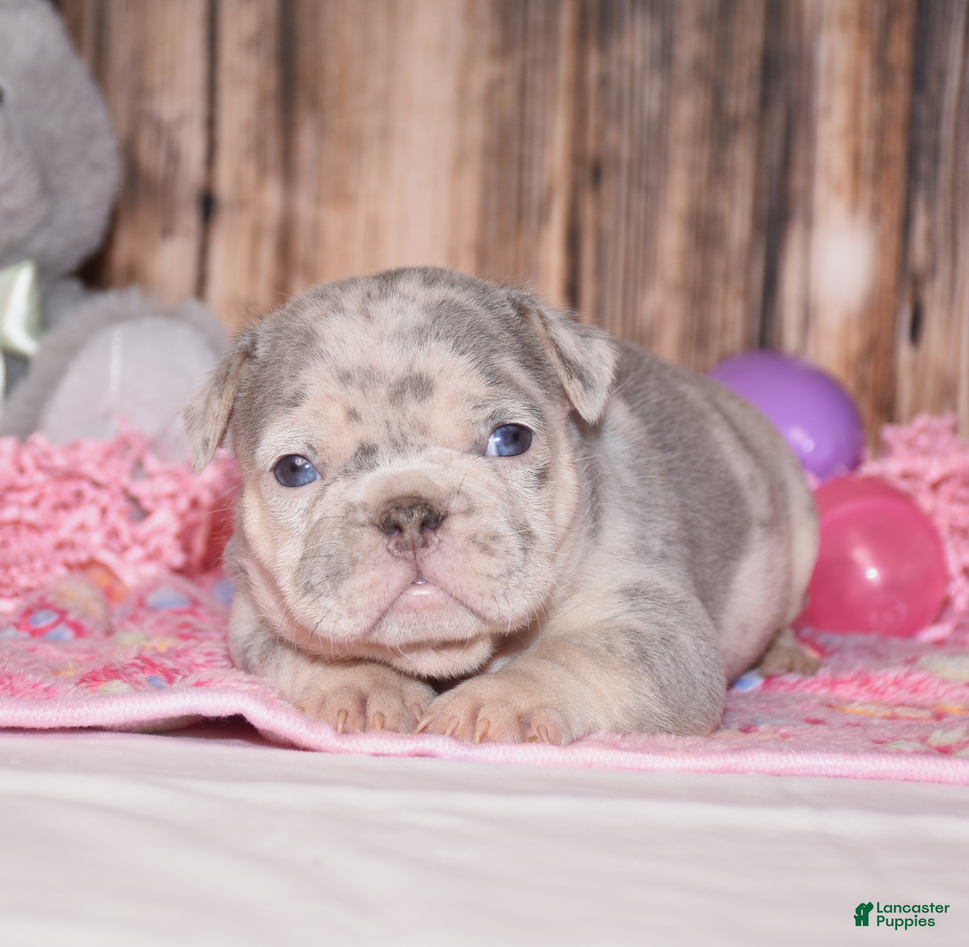 French Bulldog dogs Preston - Ad 1