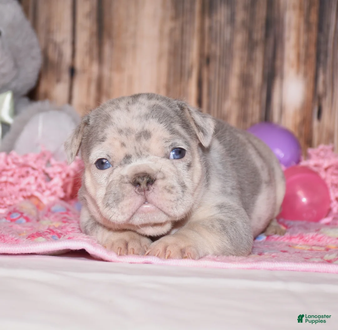 French Bulldog dogs for sale: Preston - Ad 1