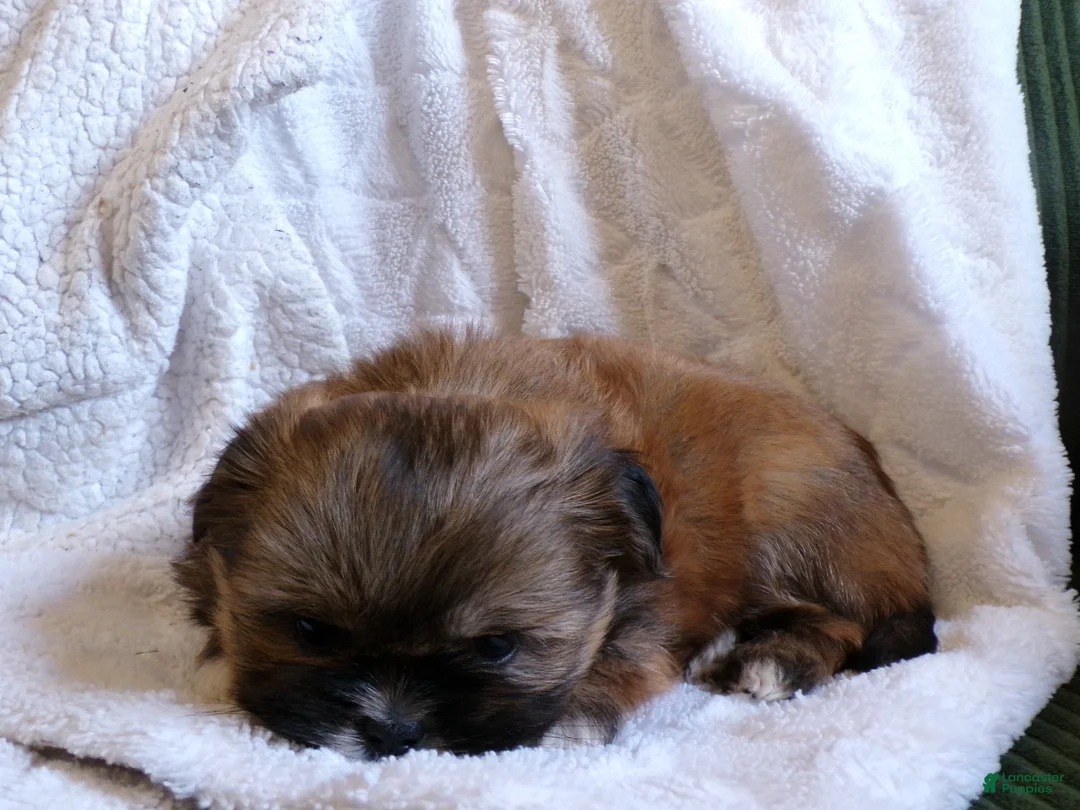 Shih Tzu dogs for sale: Oliver - Ad 7