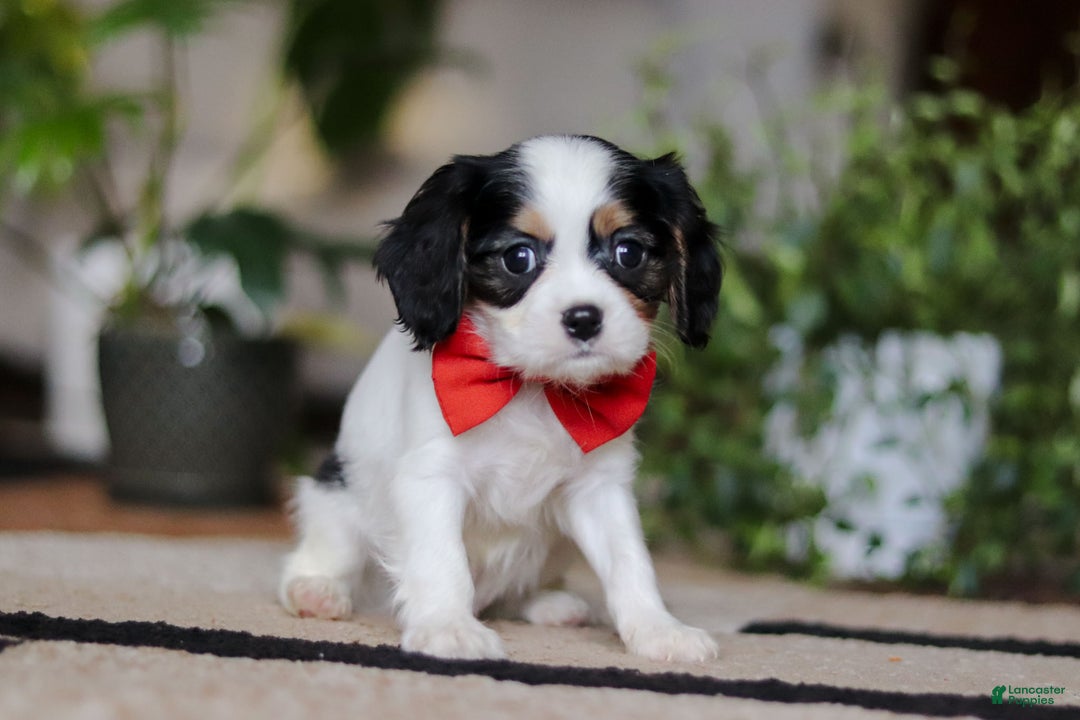 Cavalier King Charles Spaniel dogs for sale: Ziggy - Ad 3