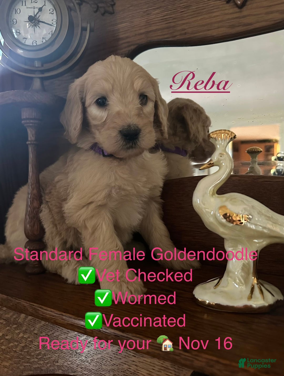 Mixed Breed dogs for sale: Mixed Breed Puppy 2 - Ad 1