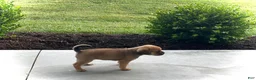 Puggle dogs for sale: Puggle 6 - Ad 4