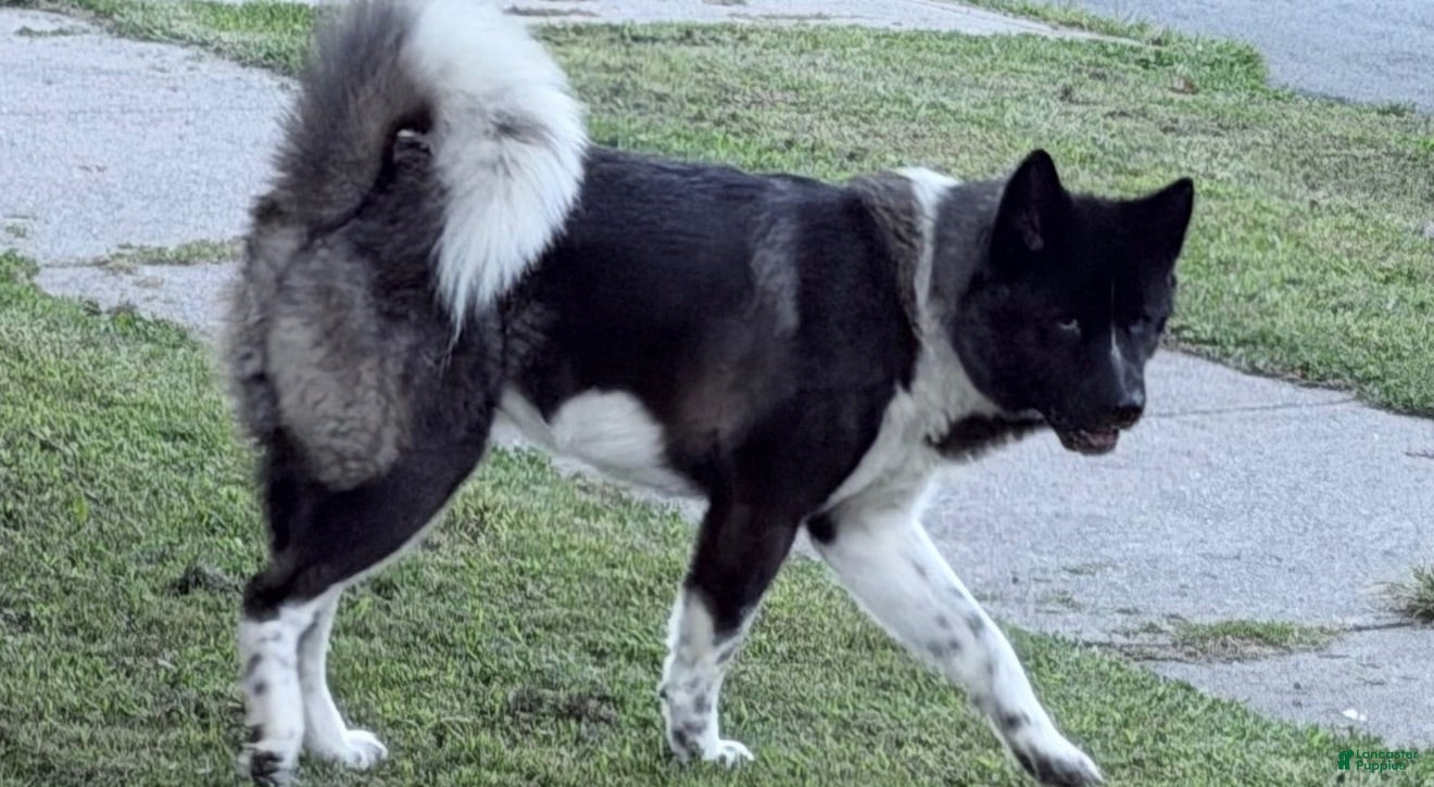 Akita dogs Father (Studding ) - Ad 1