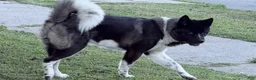 Akita dogs for stud: Father (Studding ) - Ad 1