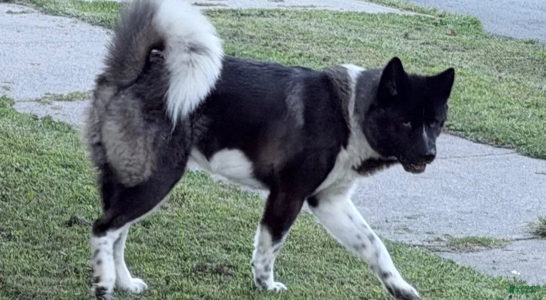 Akita dogs for stud: Father (Studding ) - Ad 1