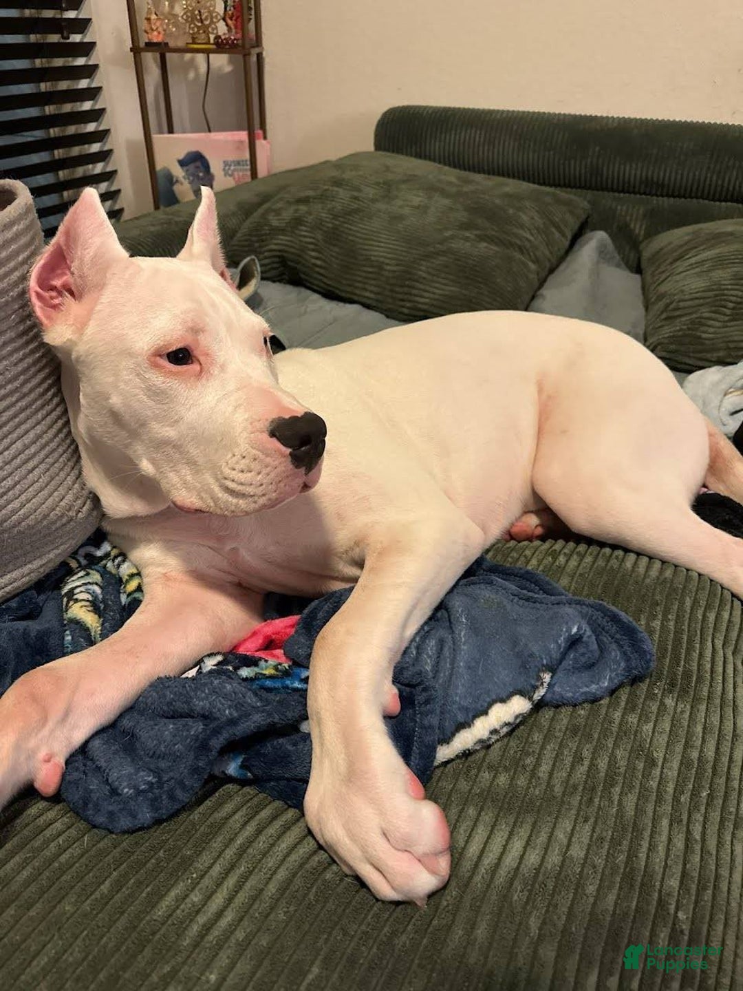 Dogo Argentino dogs for sale: Dogo Argentino Puppy 2 - Ad 7