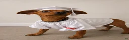 Miniature Pinscher dogs for sale: Miniature Pinscher - Ad 2
